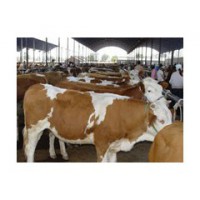 8月咨询肉牛价格/肉牛品种