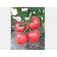 蔬菜种子批发 要买优质西红柿种子就到圣美金晶农膜