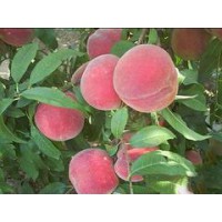 映霜红桃苗供应商_供应山东有品质的映霜红桃苗